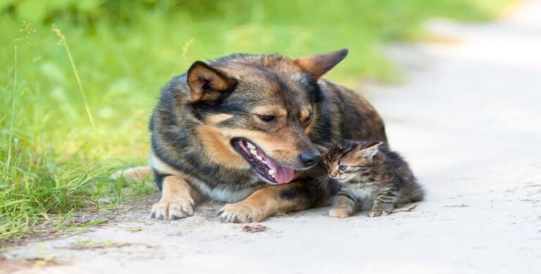 Happa Dog: A Unique and Lovable Hybrid Breed